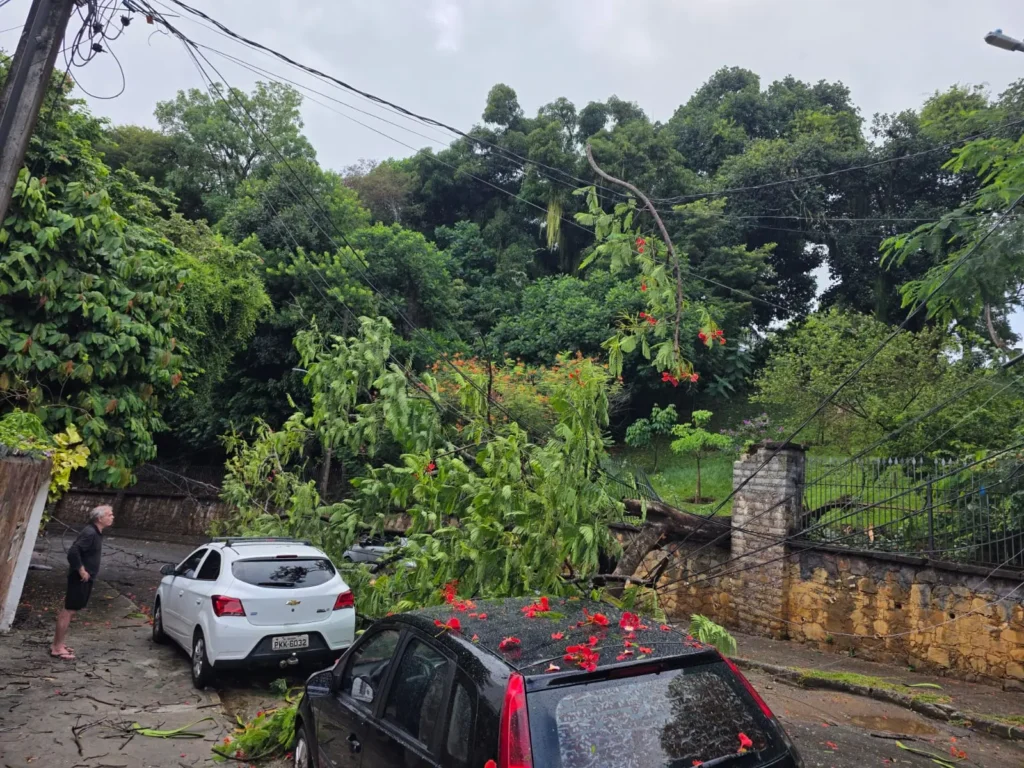 Árvore de mansão tomba, derruba fiação e mobiliza equipes na Barra, em Salvador