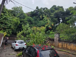 Árvore de mansão tomba, derruba fiação e mobiliza equipes na Barra, em Salvador